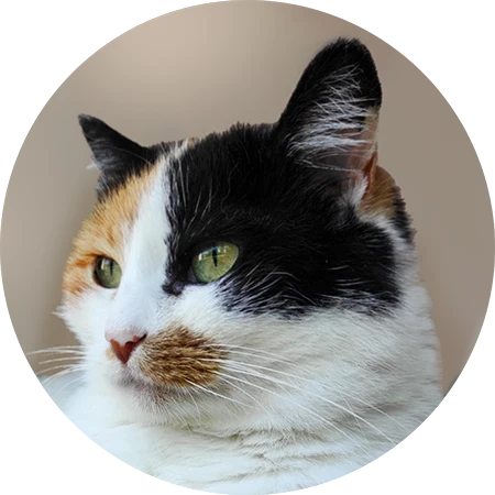 Eine dreifarbige Glückskatze