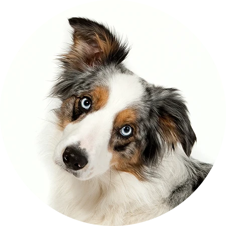 Welpe auf weißem Hintergrund