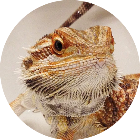 Junge Bartagame vor einem beigen Hintergrund