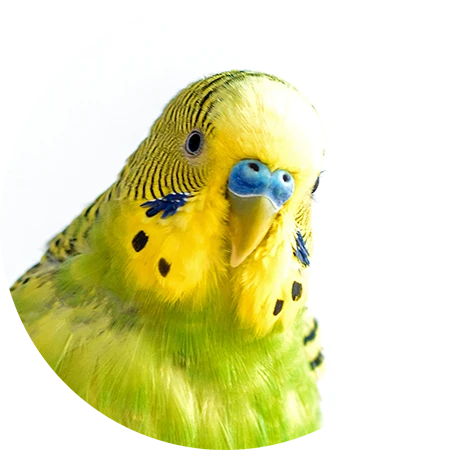 Ein süßer grüner Wellensittich sitzt auf einem Finger und schaut in die Kamera.