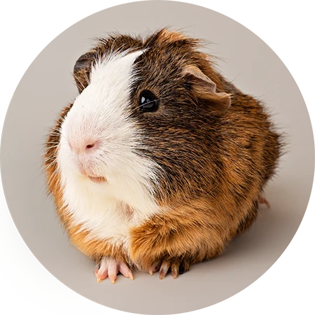 Ein niedliches Holland-Lop-Kaninchenbaby sitzt vor einem blauen Pastellhintergrund.